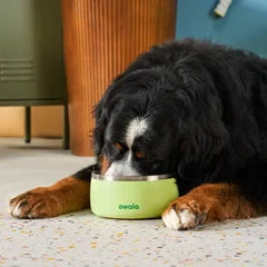 Pet Bowl