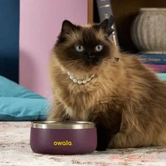 Pet Bowl